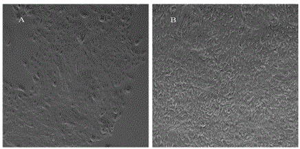 Culture method of Jinhua pig mammary gland epithelial cell line