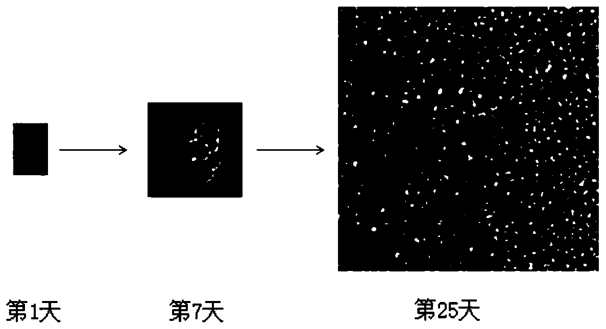 Sf9 cell line free from Sf-RV pollution as well as screening method and application of Sf9 cell line