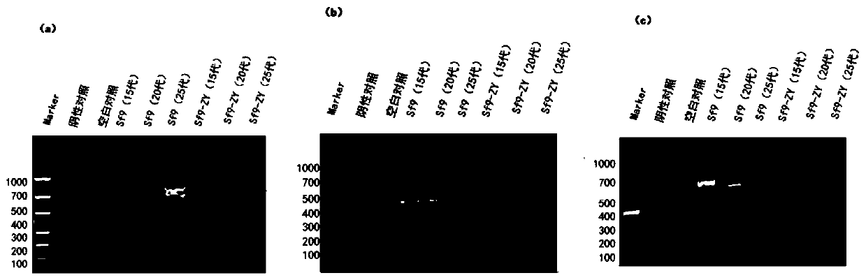 Sf9 cell line free from Sf-RV pollution as well as screening method and application of Sf9 cell line