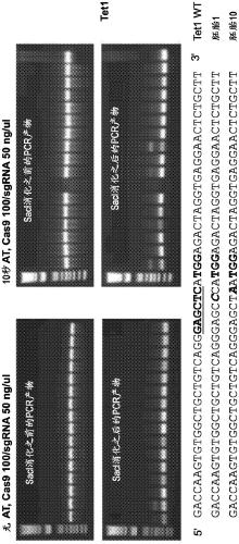 Genetically modified non-human mammals by multi-cycle electroporation of cas9 protein