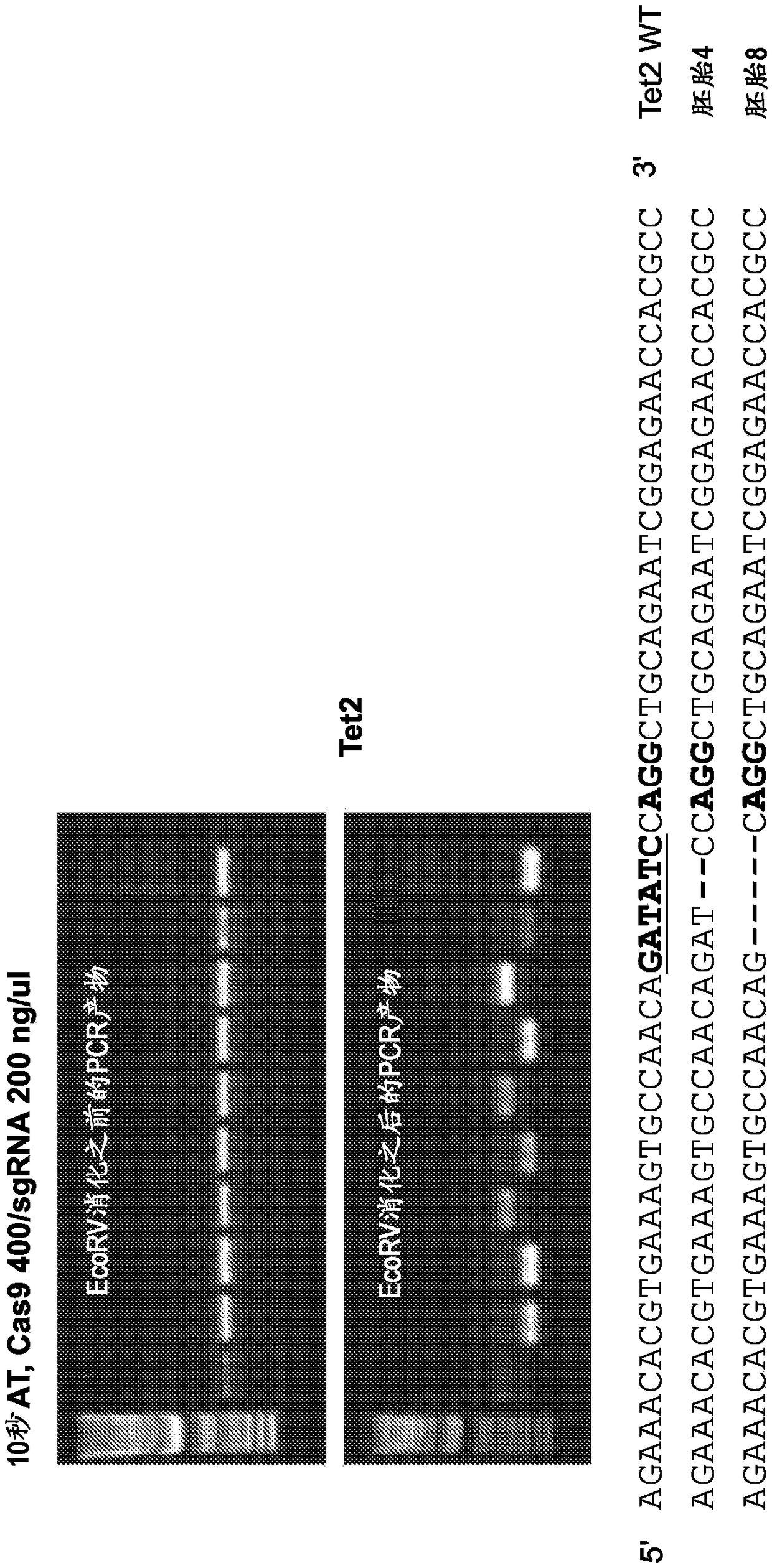 Genetically modified non-human mammals by multi-cycle electroporation of cas9 protein