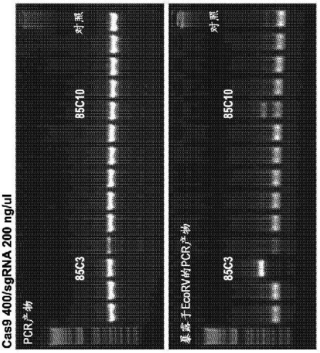 Genetically modified non-human mammals by multi-cycle electroporation of cas9 protein