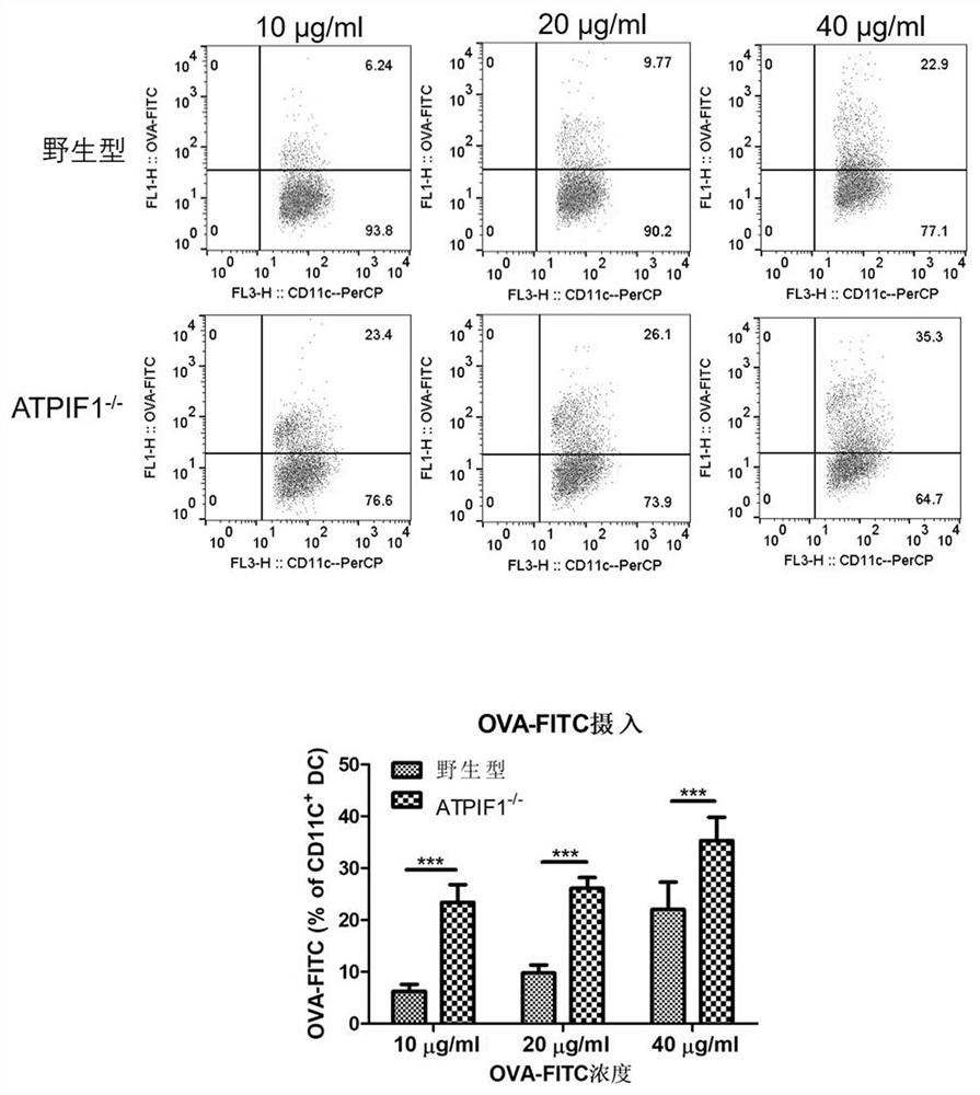 Application of dendritic cell with ATPIF1 gene knock-down expression