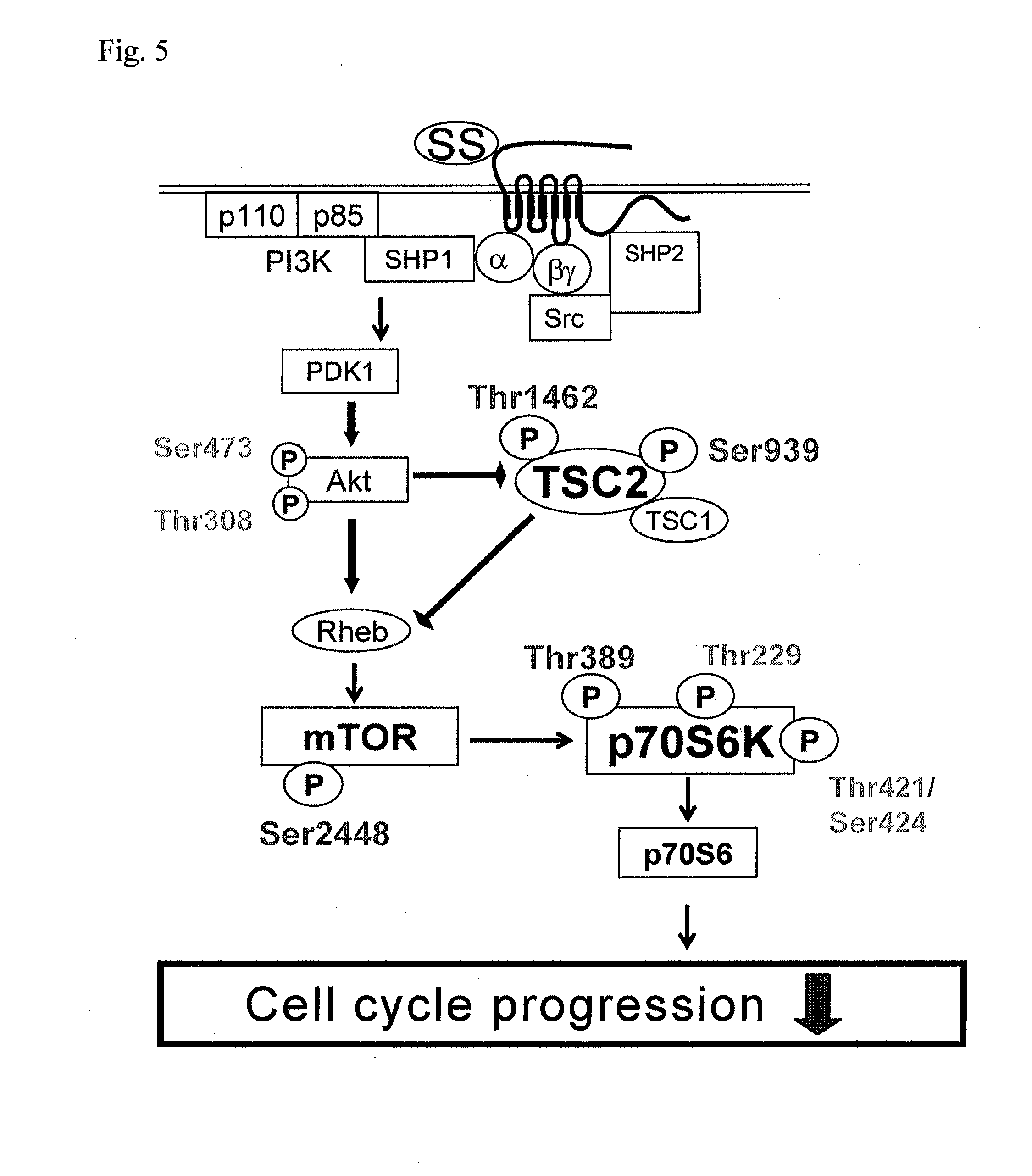 Octreotide-modified nanomedicine for cancer treatment or cancer palliative care