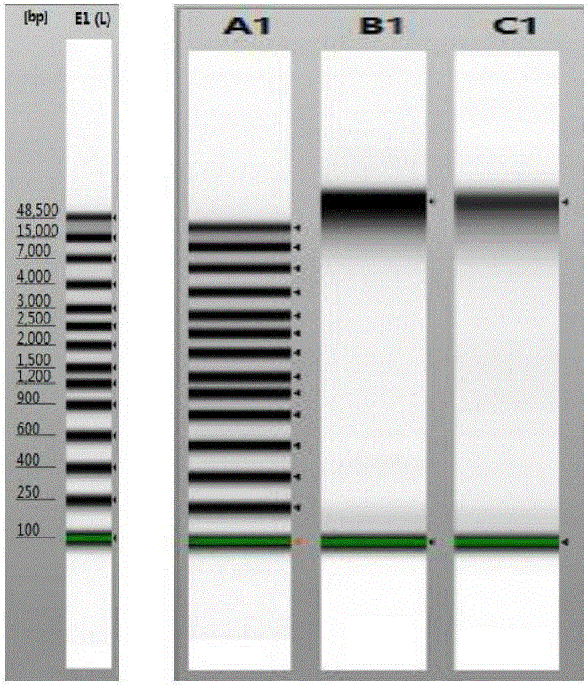 Nucleic acid protective liquid for long-term storage and transportation of tissue sample in constant temperature condition