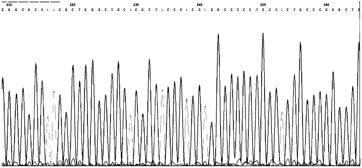 CYP2D6 gene mutation detection primer and kit