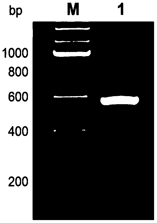 A kind of Schistosoma japonicum recombinant protein sjsaplp5 and its coding gene and application