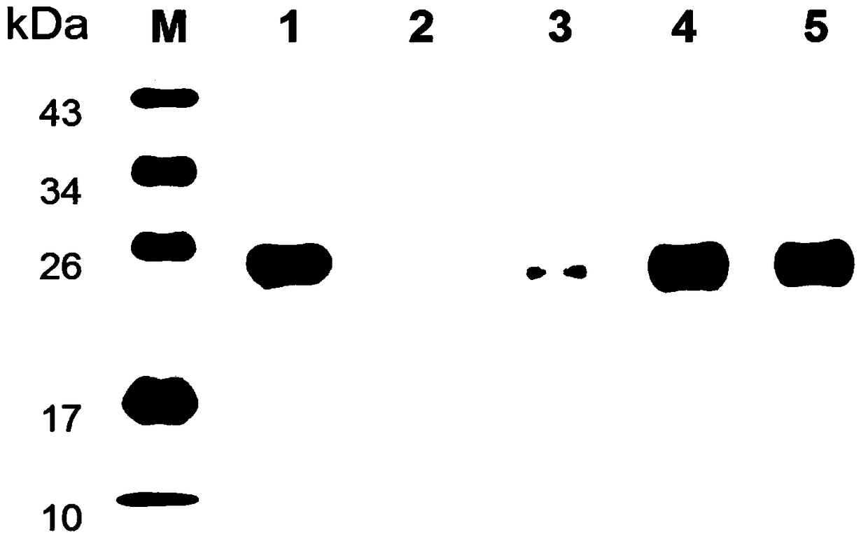 A kind of Schistosoma japonicum recombinant protein sjsaplp5 and its coding gene and application