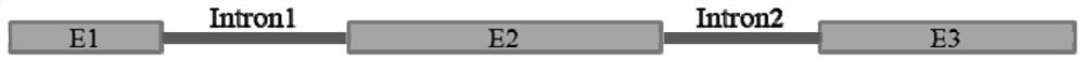 Plasmid for verifying influence of human gene Intron variation on gene splicing and construction method and application thereof