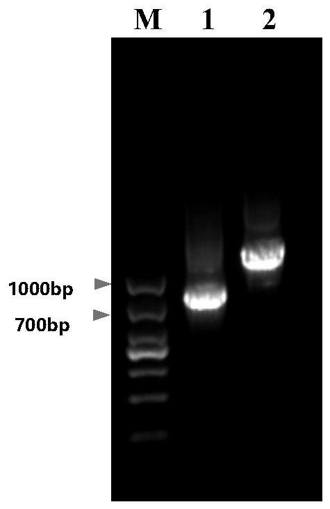 Plasmid for verifying influence of human gene Intron variation on gene splicing and construction method and application thereof