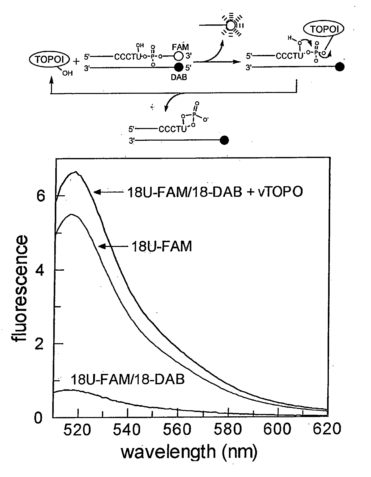 Assays for identification of topoisomerase inhibitors