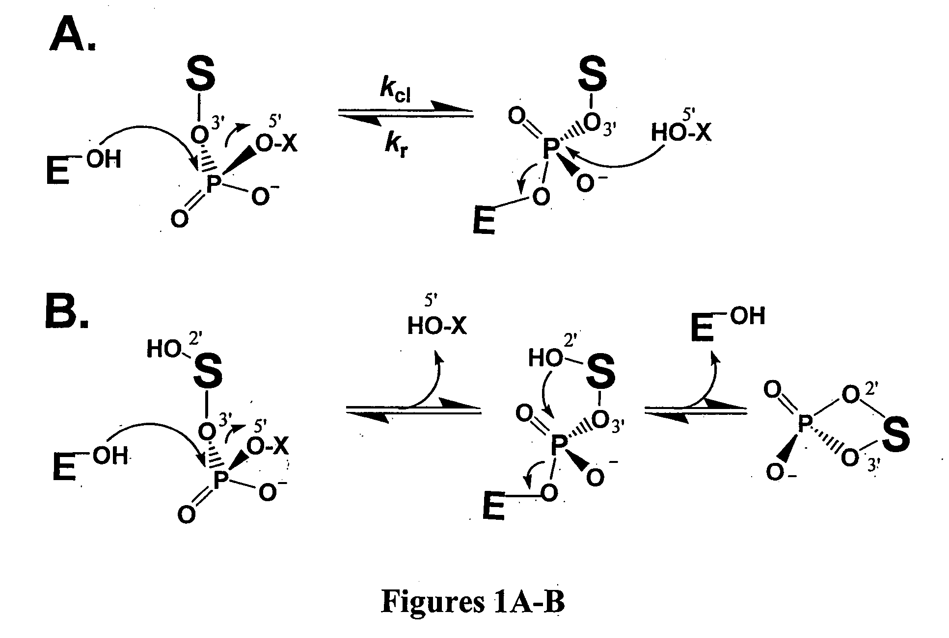 Assays for identification of topoisomerase inhibitors