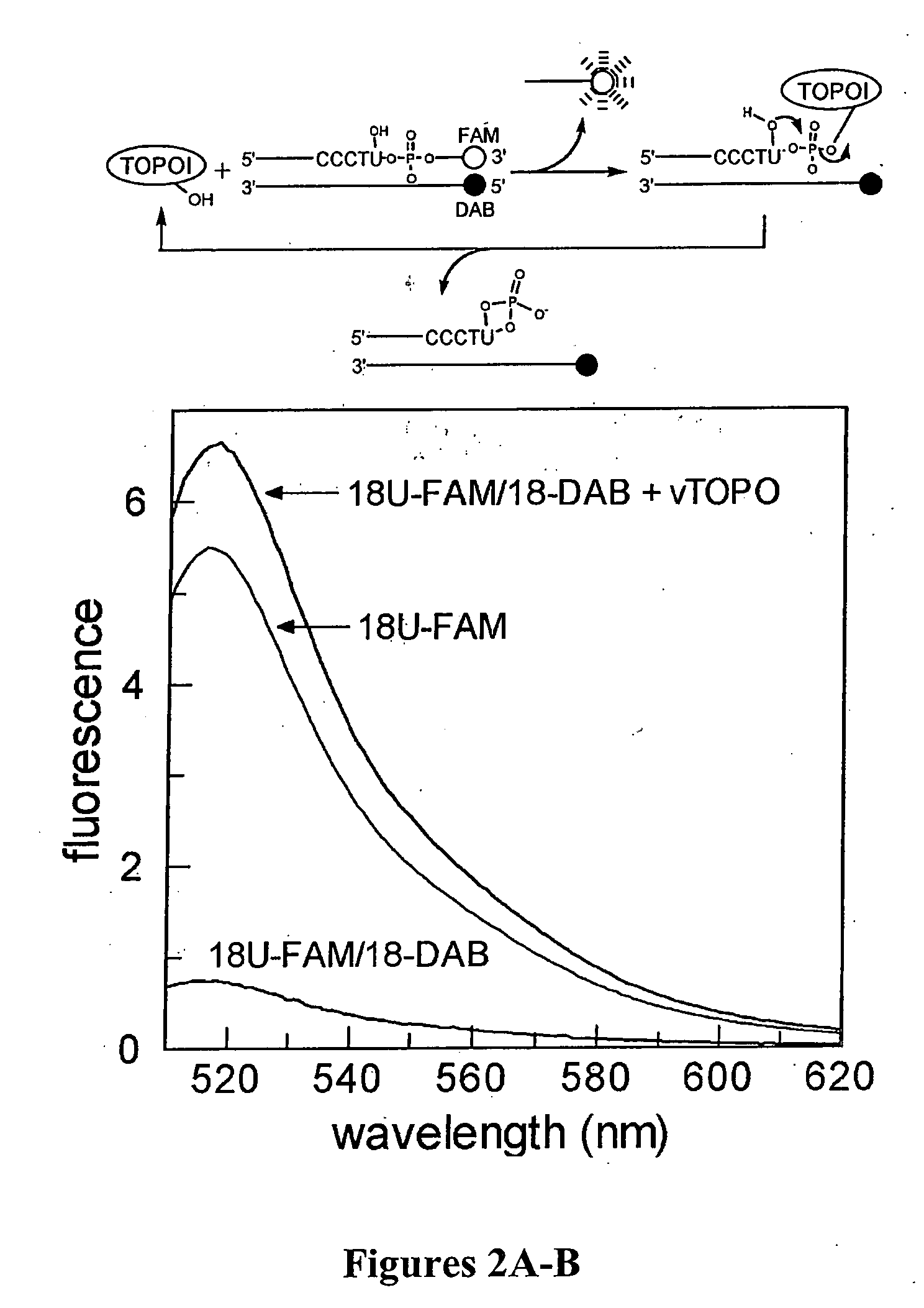 Assays for identification of topoisomerase inhibitors