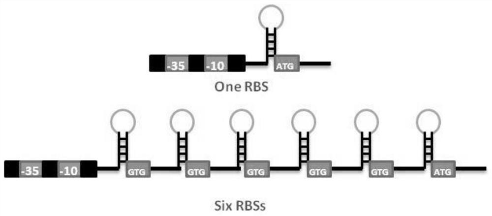 Sequence for increasing the translation initiation site of Gram-positive bacteria and its application in improving protein expression efficiency