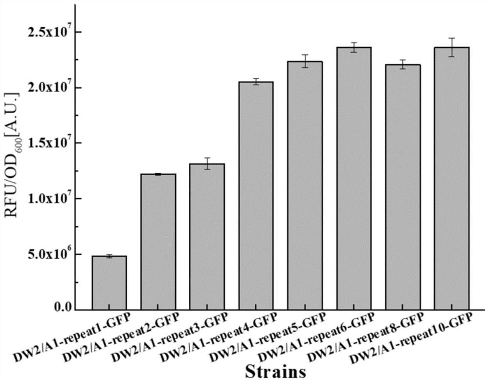 Sequence for increasing the translation initiation site of Gram-positive bacteria and its application in improving protein expression efficiency