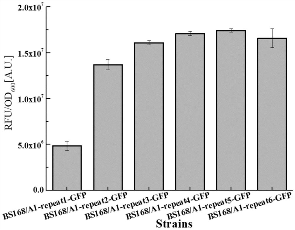 Sequence for increasing the translation initiation site of Gram-positive bacteria and its application in improving protein expression efficiency