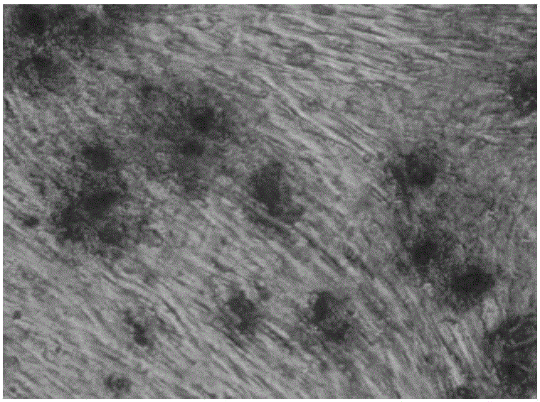 Kit for verifying endodontium mesenchymal stem cells