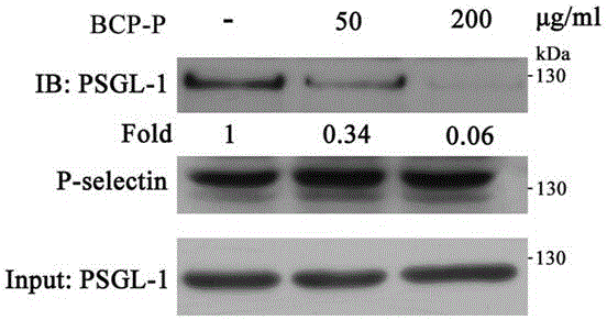 Purification process of bupleurun chinense polysaccharide fragment and application thereof in preparation of anti-inflammatory drug