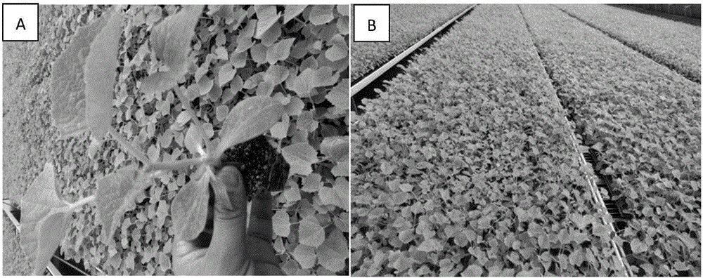 25-node intensive seedling growing method