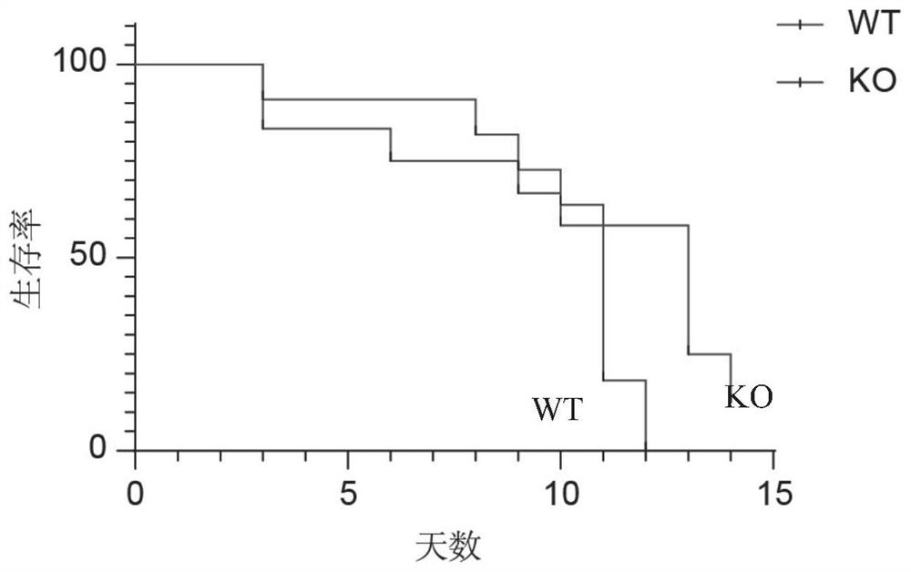 Use of mpges-2 as a target in the development or screening or preparation of drugs for the prevention and/or treatment of diseases of aging