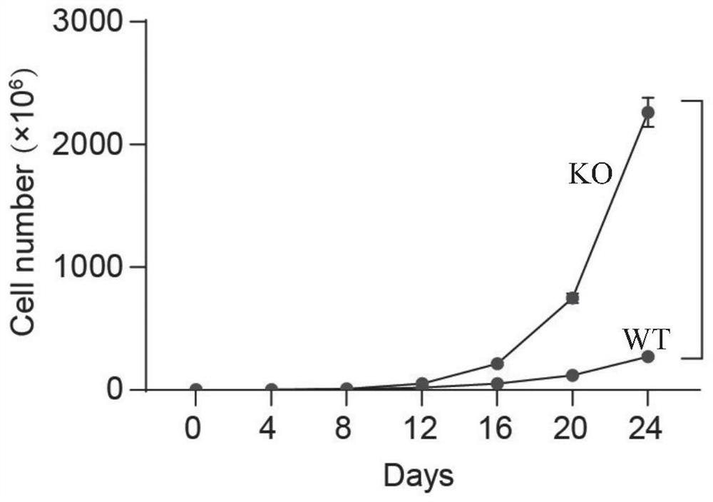 Use of mpges-2 as a target in the development or screening or preparation of drugs for the prevention and/or treatment of diseases of aging