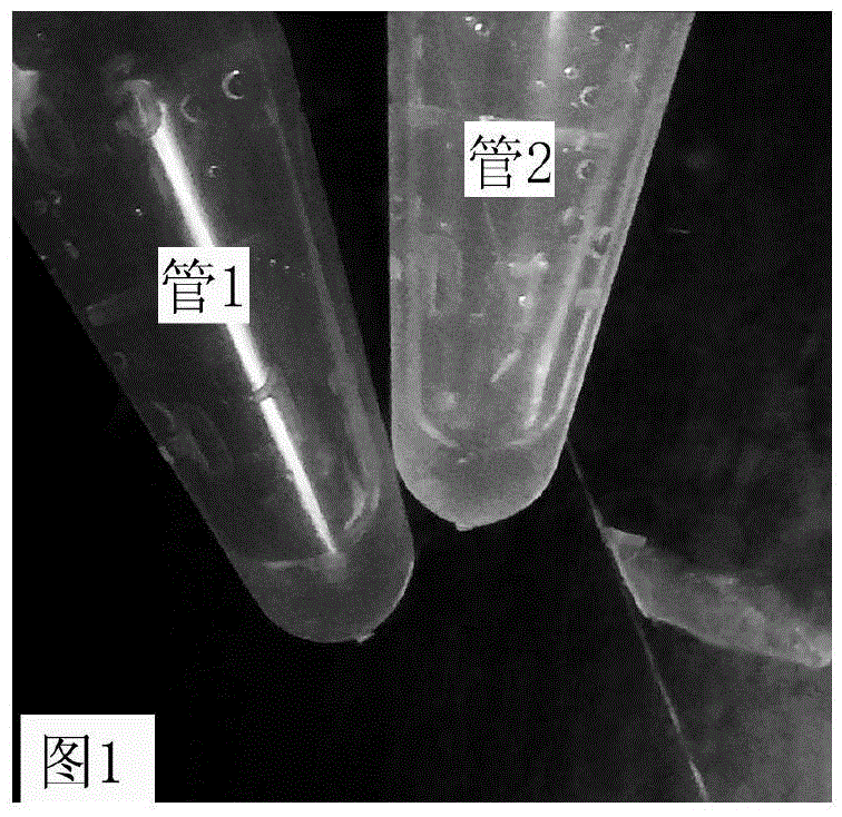 Primers and reagent kit for rapidly detecting specific vibrio parahemolyticus virulence plasmid pVA1 on site