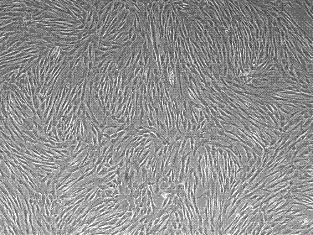 Low serum medium for cultivating human mesenchymal stem cells