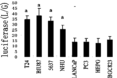 A highly tropic bladder cancer-targeted tumor-killing adenovirus