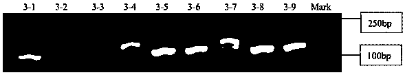 Method for constructing mouse model for conditional knockout of CCR5 gene of endothelial cell