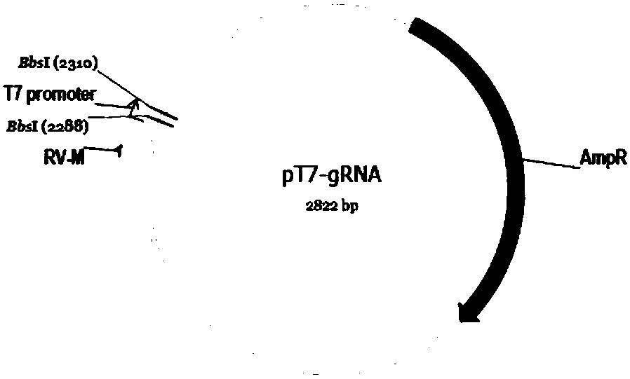 Method for constructing mouse model for conditional knockout of CCR5 gene of endothelial cell