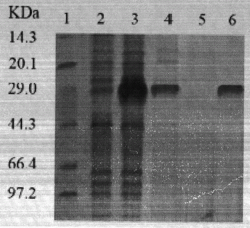 Pig cytomegalovirus antibody indirect blocking enzyme-linked immuno sorbent assay (ELISA) detection kit and detection method thereof