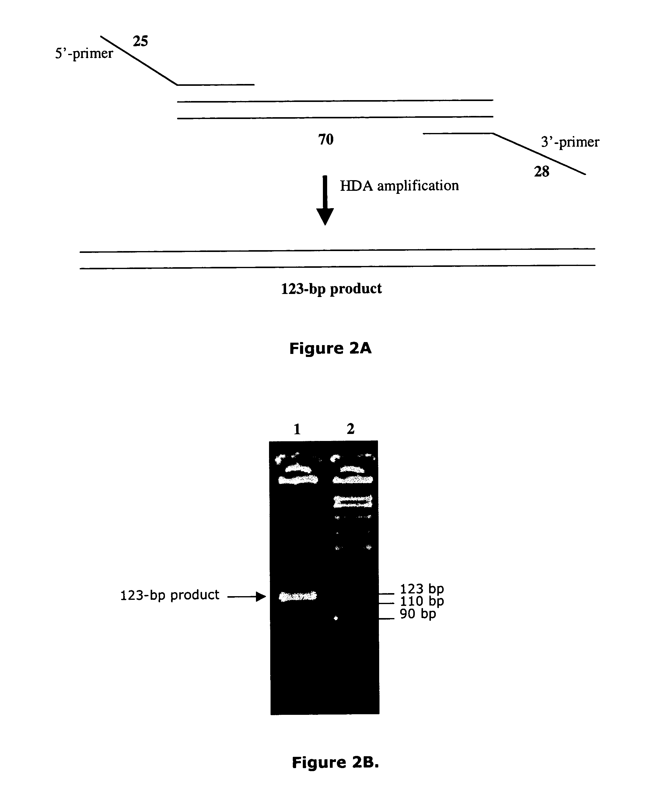 Helicase dependent amplification of nucleic acids