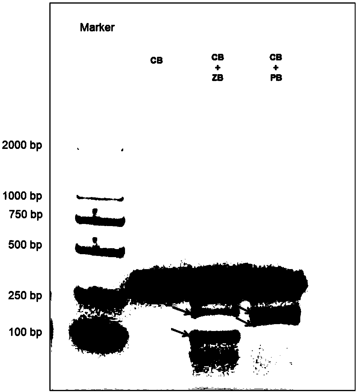 Application of bulbus fritillariae cirrhosae ITS1 sequence fragment and detection method of fritillary bulb varieties