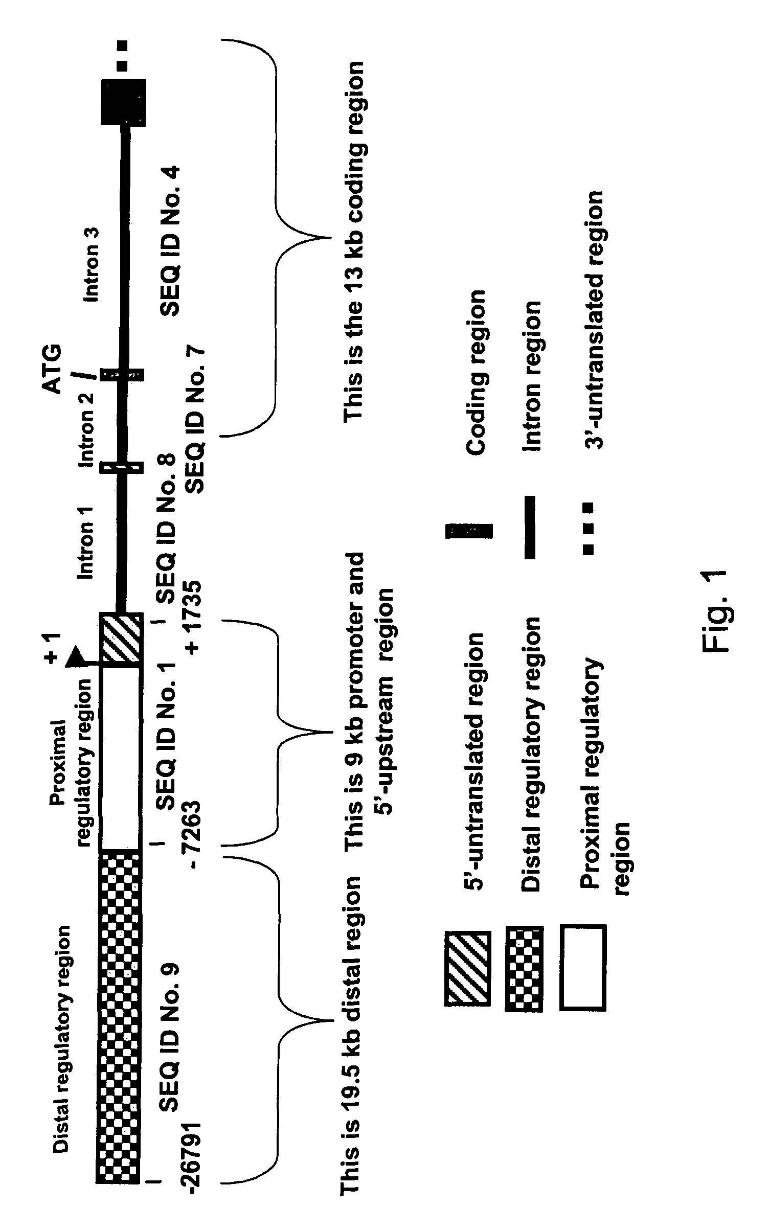 Expression of zebrafish bone morphogenetic protein 4