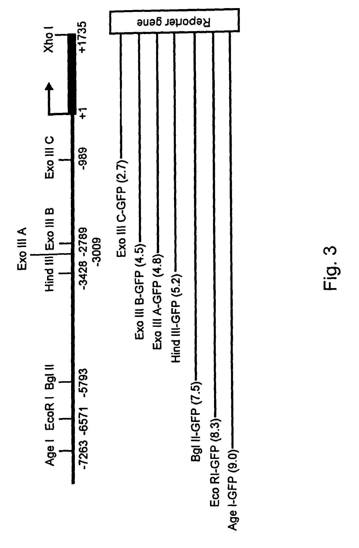 Expression of zebrafish bone morphogenetic protein 4