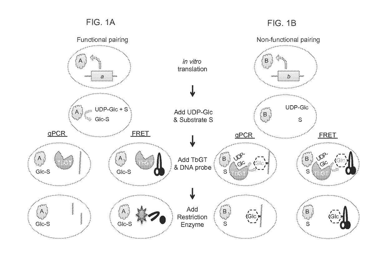 Dna-linked enzyme-coupled assays