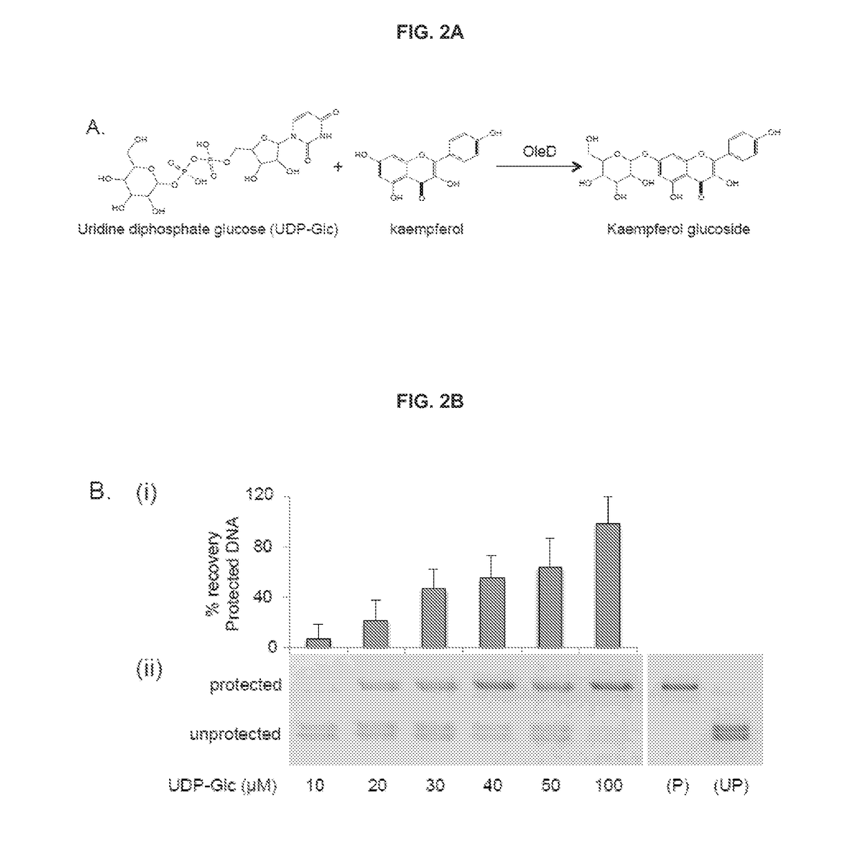 Dna-linked enzyme-coupled assays