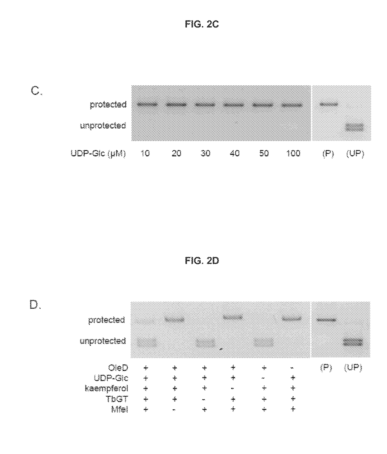 Dna-linked enzyme-coupled assays