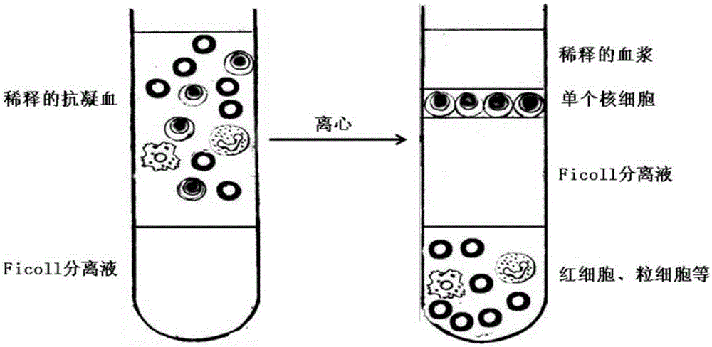 Preparation method of cytotoxicity-enhanced efficient target killing NK/CIK (Natural Killer)/( Cytokine Induced Killer) cells