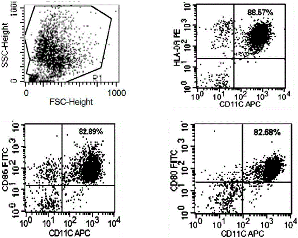 Preparation method of cytotoxicity-enhanced efficient target killing NK/CIK (Natural Killer)/( Cytokine Induced Killer) cells