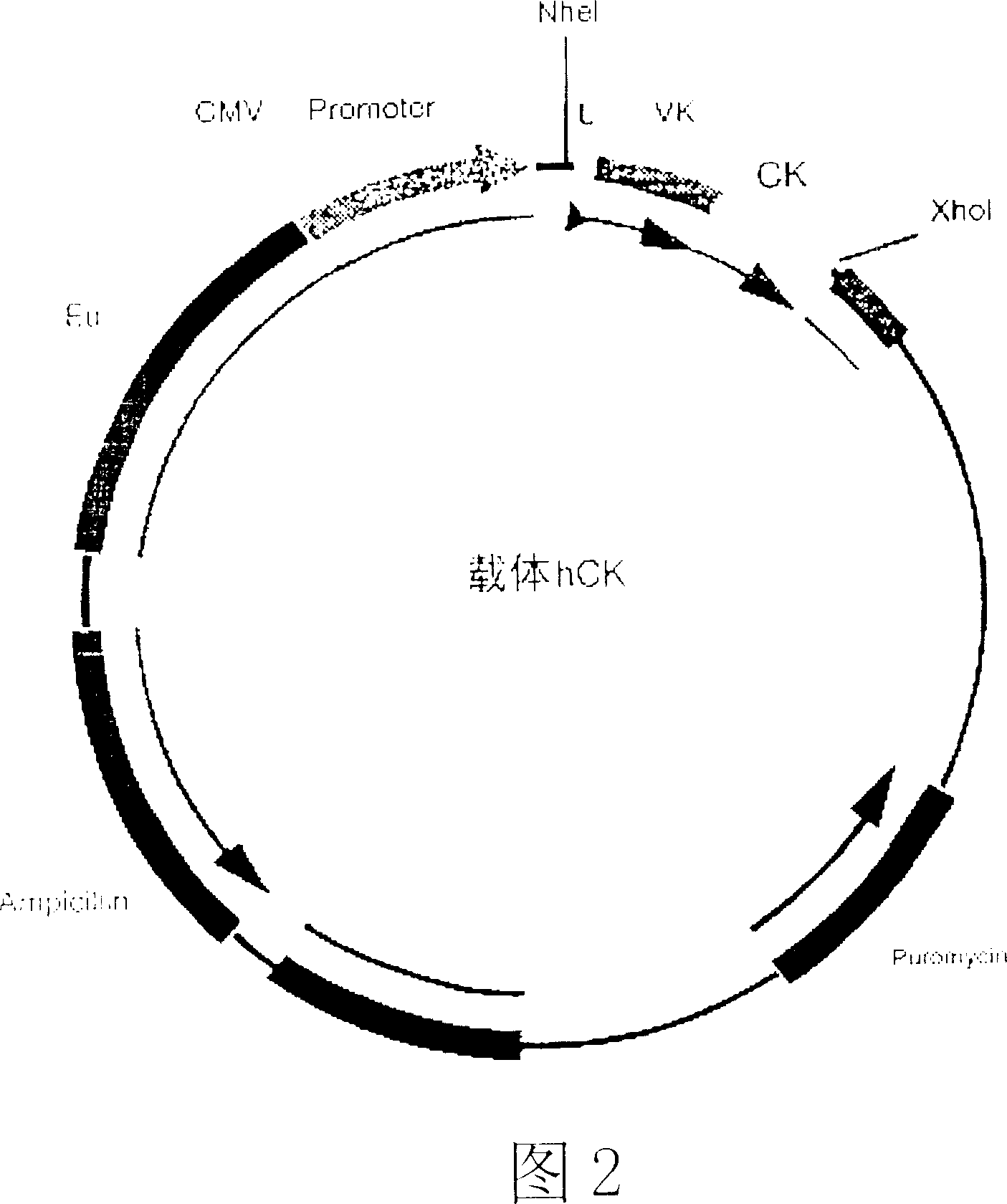 Human anti-tetanotoxin monoclonal antibody, method for preparation and application