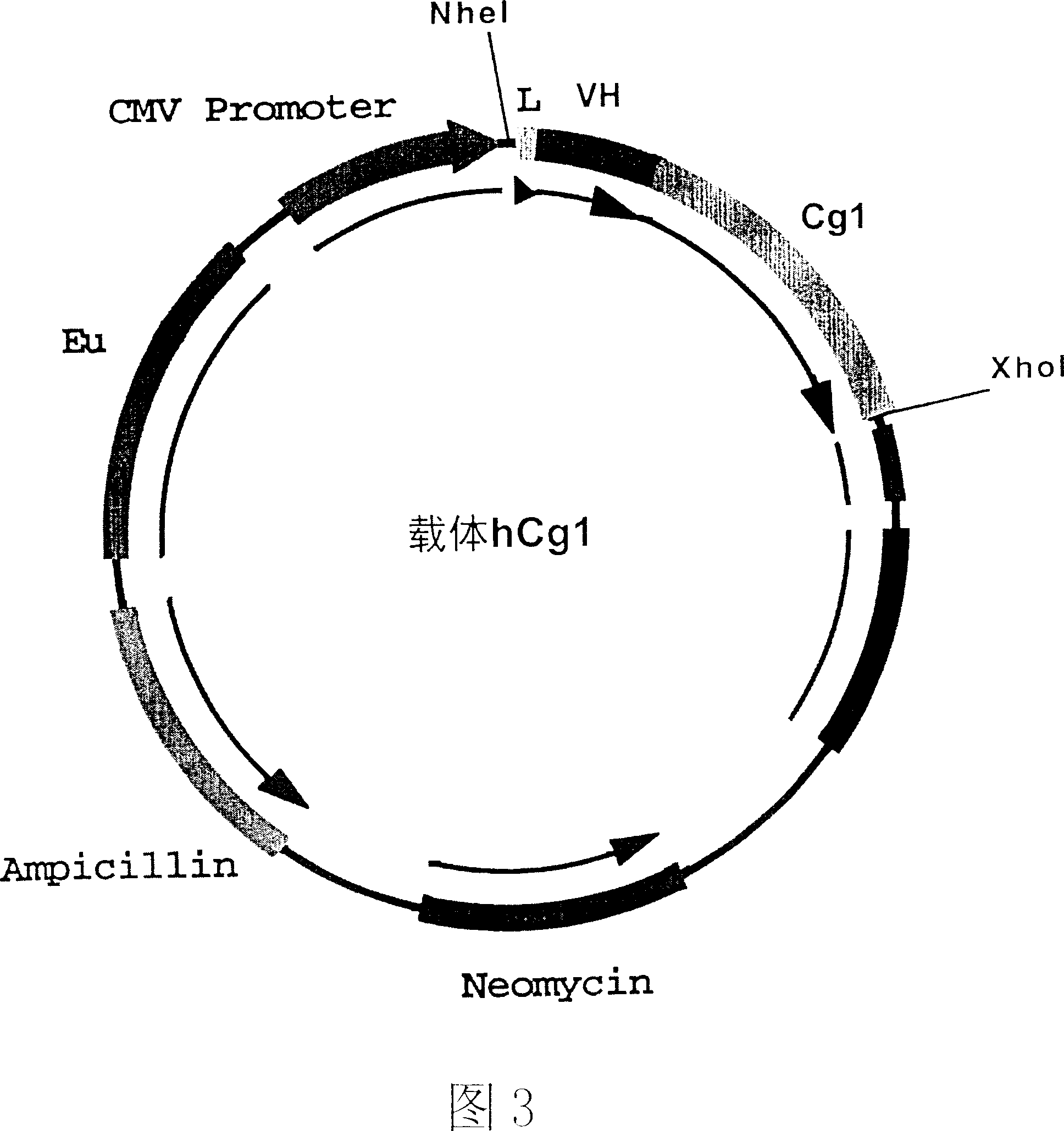 Human anti-tetanotoxin monoclonal antibody, method for preparation and application