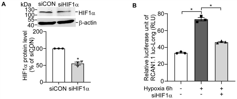 RCAN1.1 promoter fragment for cell hypoxia and HIF1alpha protein activity indicator and application thereof