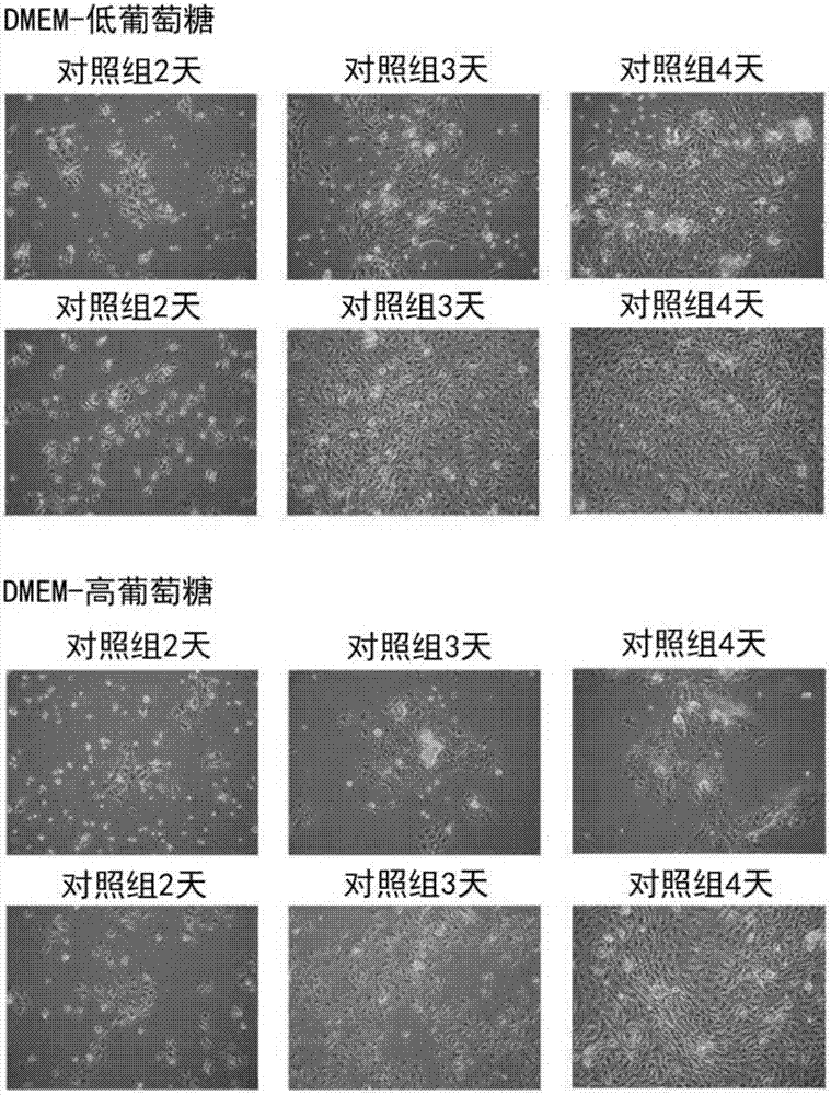 Mass propagation method for hair follicle stem cells