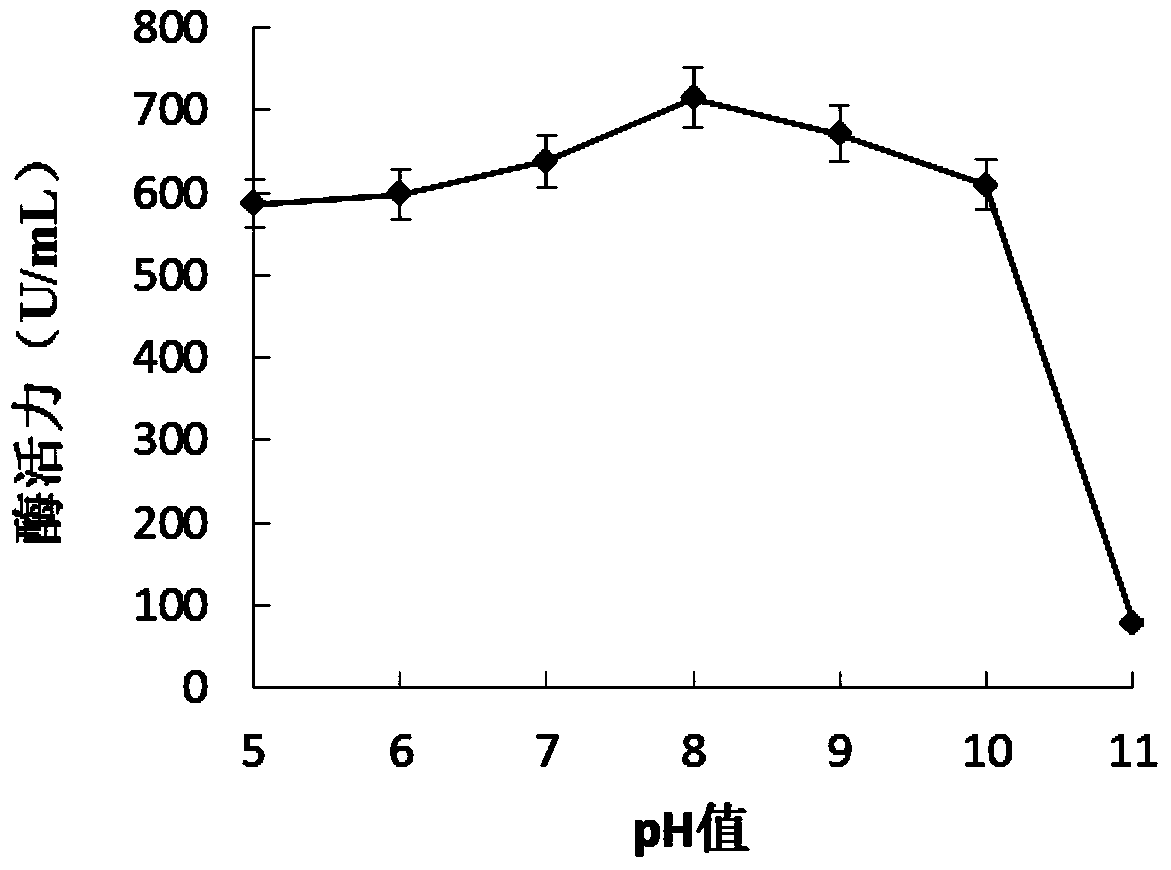 Alkaline protease producing strain in sea cucumber intestinal tract and application thereof