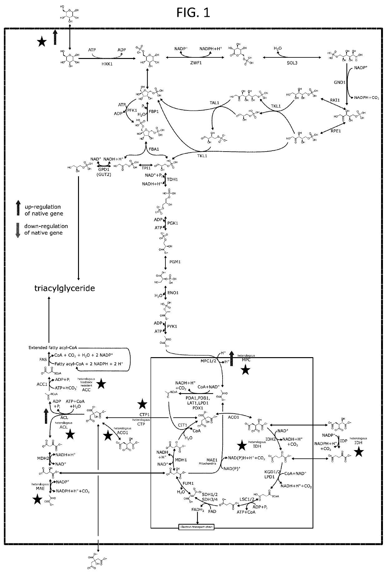 Multi-substrate metabolism for improving biomass and lipid production