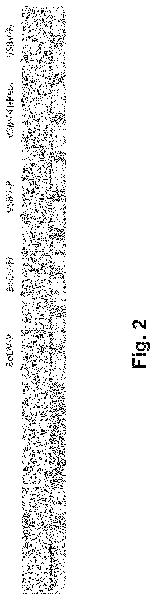 Method for the diagnosis of bornavirus infection