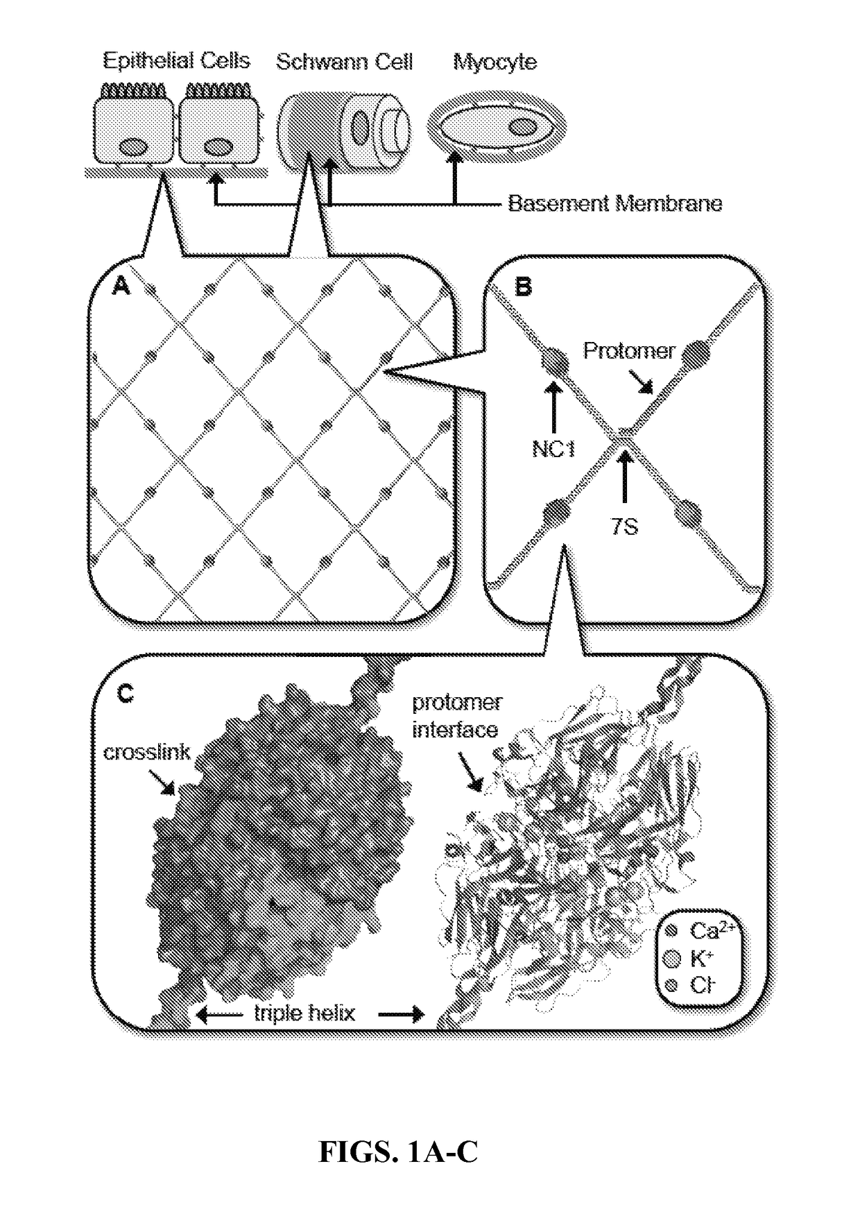 Recombinant collagen iv surrogates and uses thereof