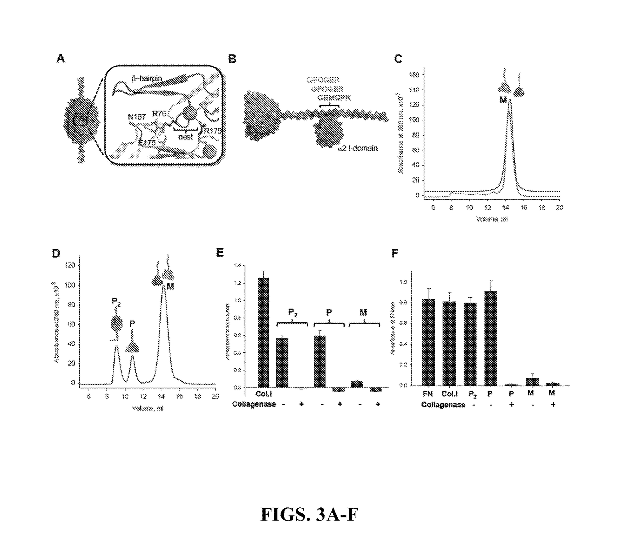 Recombinant collagen iv surrogates and uses thereof