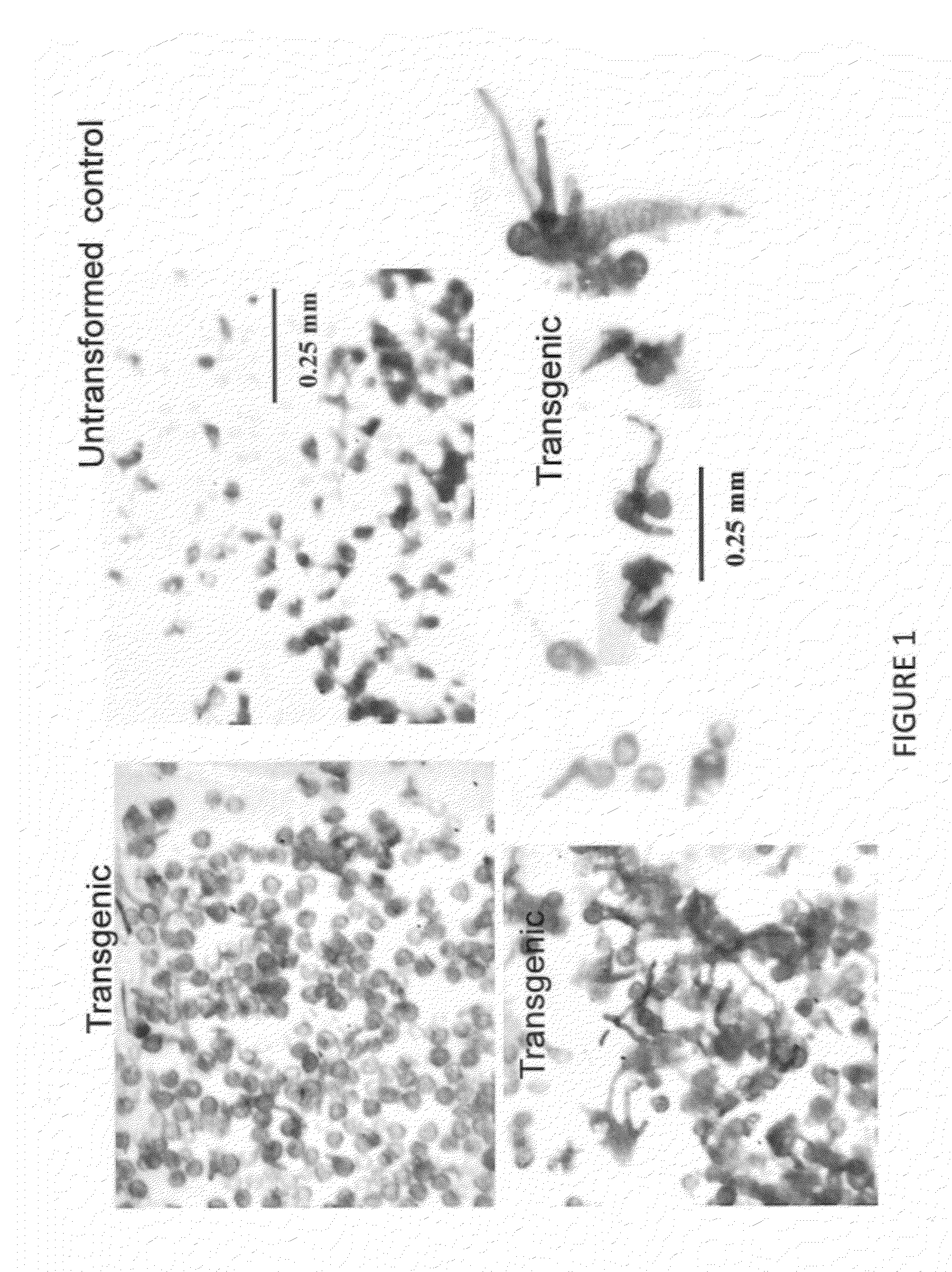 Stably transformed ferns and related methods